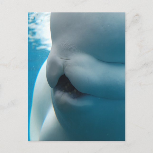 Beluga Whale Postcard Postkarte (Vorderseite)