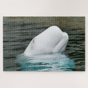 Beluga Whales