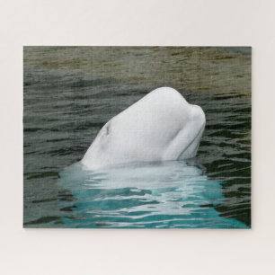 Beluga Whales