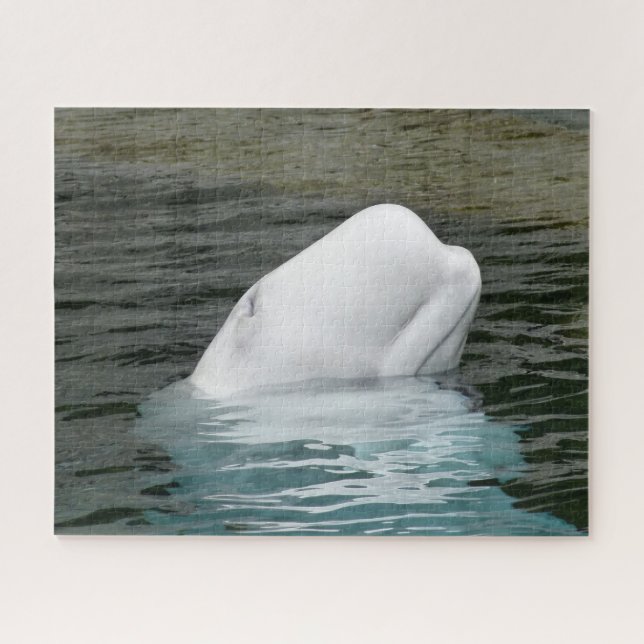 Beluga Whales (Horizontal)