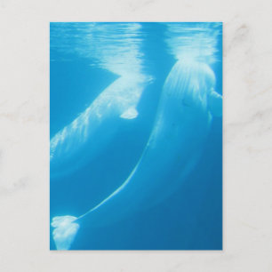 Beluga Whales Postcard Postkarte