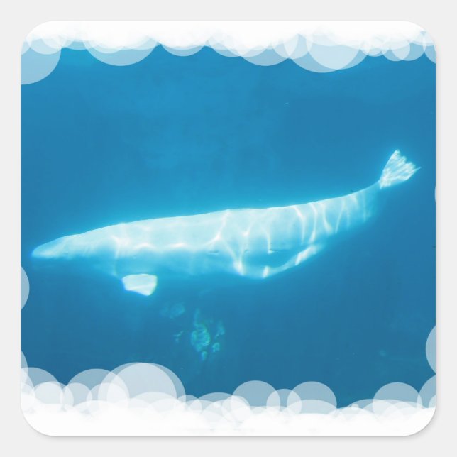 Beluga Whales Sticker schwimmen (Vorderseite)