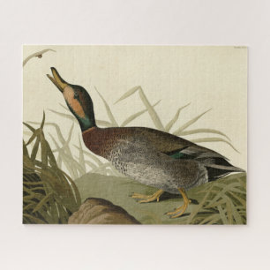 Bemaculated (Brewer's Duck, Audubon Birds America