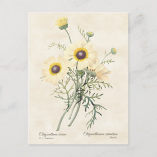 Bemalte Gänseblümchen-Chrysantheme Vintage-Botanik Postkarte