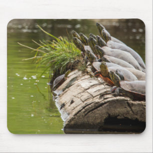 Bemalte Schildkröten sonnen sich in einem Teich Mousepad