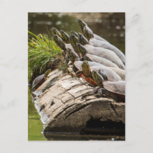 Bemalte Schildkröten sonnen sich in einem Teich Postkarte