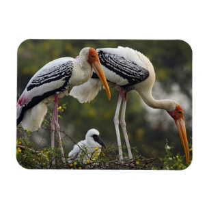 Bemalte Störche & Jungtier im Nest,Keoladeo Magnet