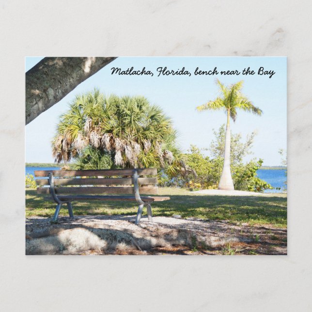 Bench Palm Tree Bay Matlacha Florida Postcard Postkarte (Vorderseite)
