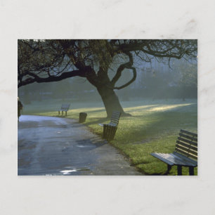 Bench, tree, Regents Park, London, England Postkarte