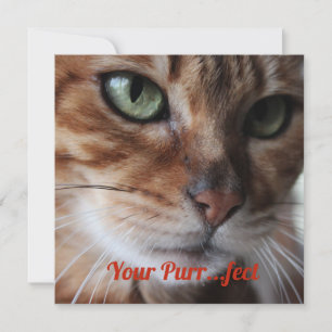 Bengal-Katze Foto Valentinstagskarte Feiertagskarte