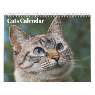 Bengal-Katzen 2027 Kalender