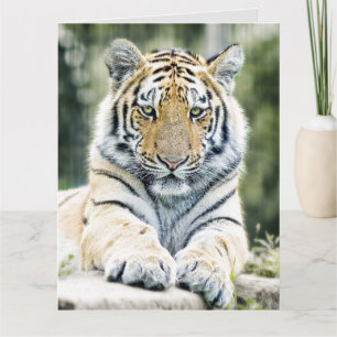 BENGAL TIGER ART ANNIVERSAIRE SURGRANDISSÉ CARTE D