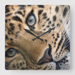 Bengal Tiger Cub Clock Quadratische Wanduhr