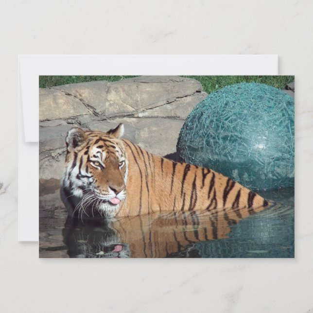 Bengal Tiger Faire-part personnalisable (Devant)