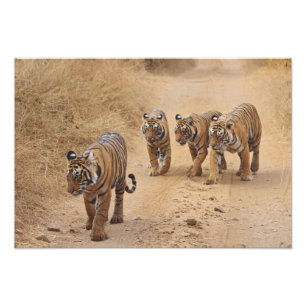 Bengal-Tiger Fotodruck