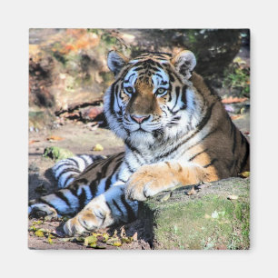 Bengal-Tiger Magnet