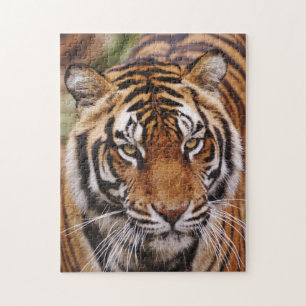 Bengal Tiger, Panthera tigris