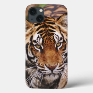 Bengal Tiger, Panthera tigris Case-Mate iPhone Hülle