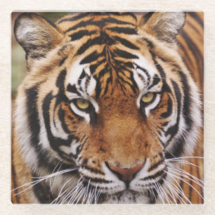 Bengal Tiger, Panthera tigris Glasuntersetzer