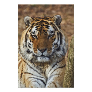 Bengal Tiger, Panthera tigris, Louisville Zoo, Fotodruck