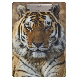 Bengal Tiger, Panthera tigris, Louisville Zoo, Klemmbrett
