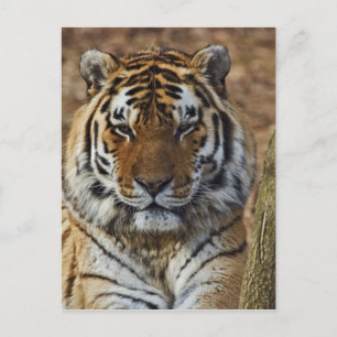 Bengal Tiger, Panthera tigris, Louisville Zoo, Postkarte
