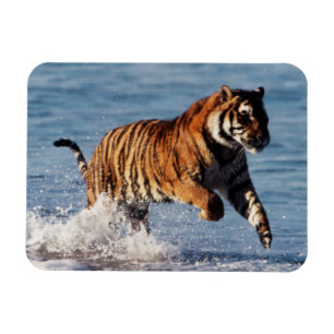 Bengal-Tiger (Panthera Tigris) Magnet