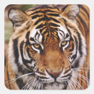 Bengal Tiger, Panthera tigris Quadratischer Aufkleber