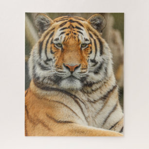 BENGAL-TIGER-PUZZEL