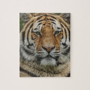 Bengal-Tiger-Puzzle
