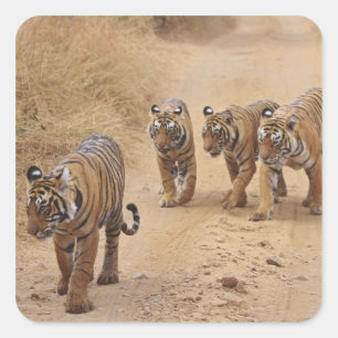 Bengal-Tiger Quadratischer Aufkleber