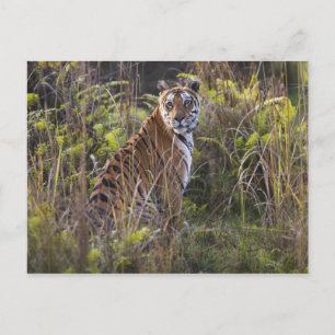 Bengal-Tigerin im hohen Gras, beim Versuch zu jage Postkarte