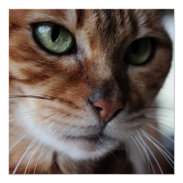 Bengale Chat Visage Photo Mur Art Poster brillant (Devant)