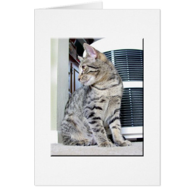 Bengale jolie (Devant)