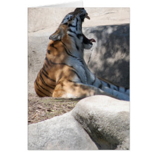 Bengale Tiger Love