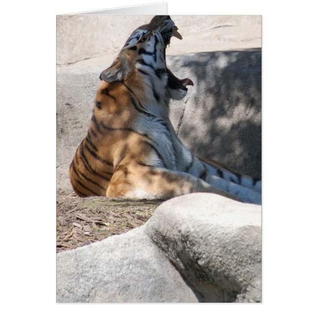 Bengale Tiger Love (Devant)