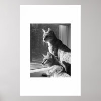 Bengalisch Cat Stalk