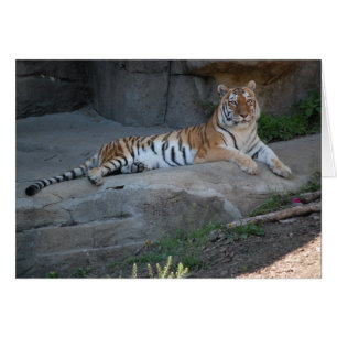 Bengalisch Tiger