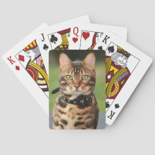 Bengalisch Tiger Cat Spielkarten