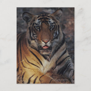 Bengalisch Tiger Cub Postkarte
