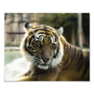 Bengalisch Tiger Fotodruck