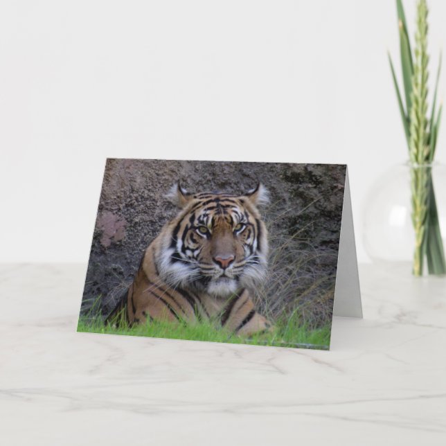 Bengalisch Tiger Grußkarte (4765) Karte (Vorderseite)