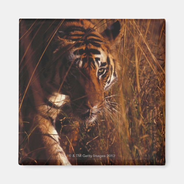 Bengalisch Tiger Magnet (Vorne)