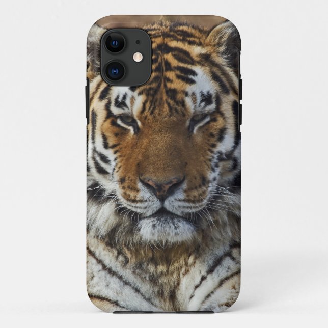 Bengalisch Tiger, Panthera tigris, Zoo von Louisvi Case-Mate iPhone Hülle (Rückseite)