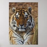 Bengalisch Tiger, Panthera tigris, Zoo von Louisvi