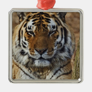 Bengalisch Tiger, Panthera tigris, Zoo von Louisvi Silbernes Ornament