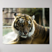 Bengalisch Tiger