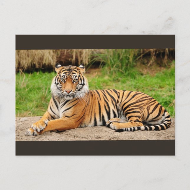 Bengalisch Tiger Postkarte (Vorderseite)