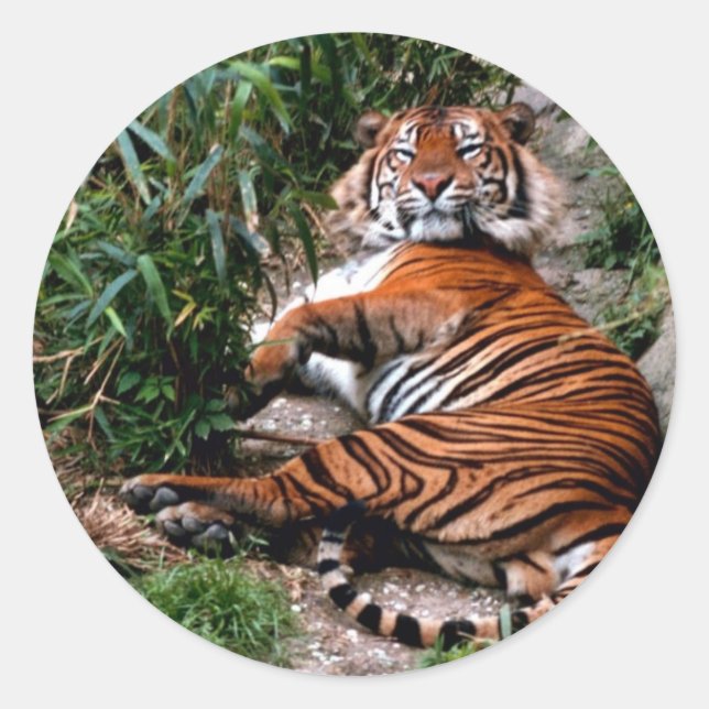 Bengalisch Tiger Runder Aufkleber (Vorderseite)