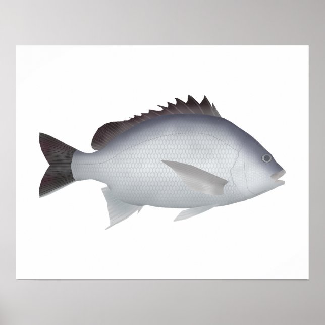 Bengalisch Yellowfin Seabream Poster (Vorne)